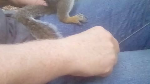 Does this squirrel like squash?