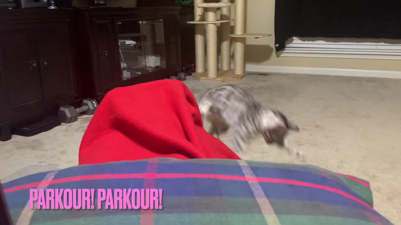 Parkour Cat