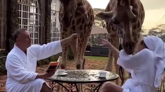 Giraffe attacks couple