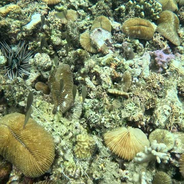 Snorkeling in the Shallows: A Peek into Paradise 🌊🐠
