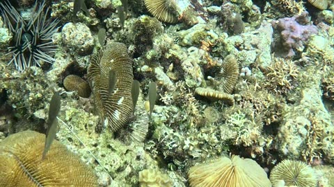 Snorkeling in the Shallows: A Peek into Paradise 🌊🐠