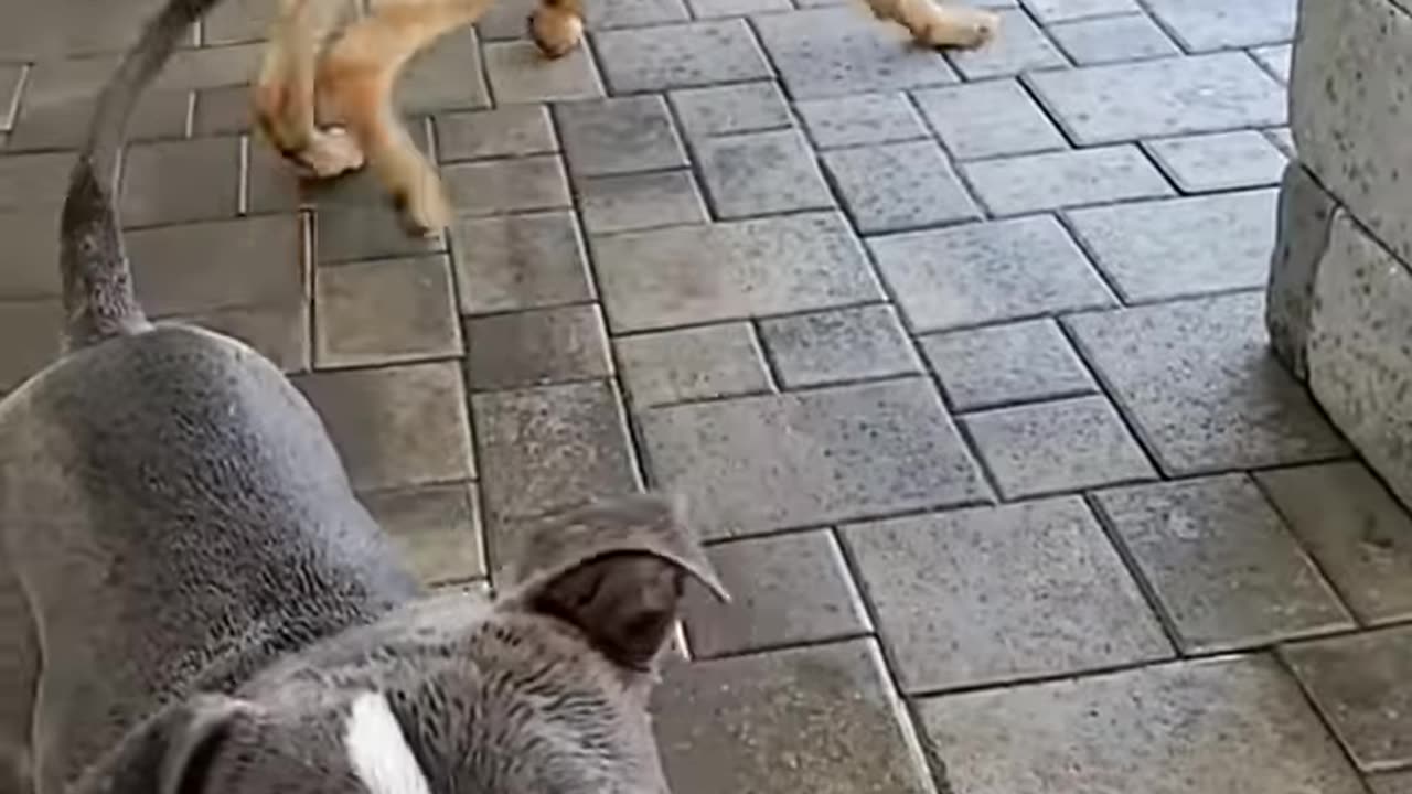 Funny dogs 🤣