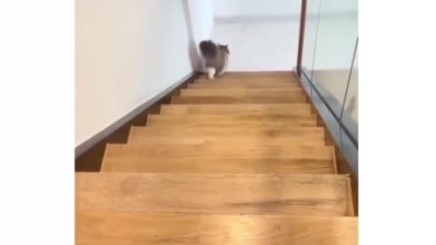 Look at this Cat Singing 😱🤯