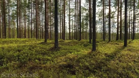 Forest In 4K - The Healing Power Of Nature Sounds | Forest Sounds | Scenic Relaxation Film