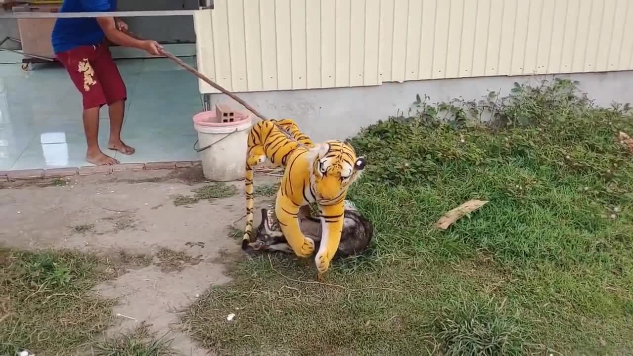 FUNNY DOG!😂 NICE FAKE TIGER🐅PRANK DOG ON PUBLIC!