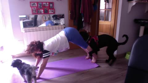 Dog Wants to Join Owner's Yoga Party