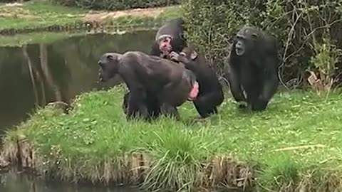 Chimp funny movement