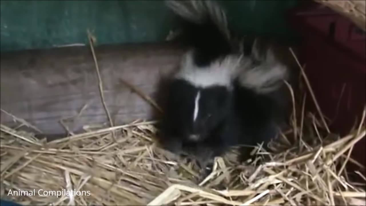 Baby Skunks Trying To Spray - Funniest Compilation