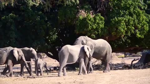 ELEPHANT SOUNDS FOR KIDS - Learn Trumpeting, Rumbling, and Roaring Sound Effects of Elephants-9