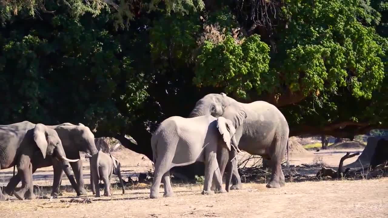 ELEPHANT SOUNDS FOR KIDS - Learn Trumpeting, Rumbling, and Roaring Sound Effects of Elephants-9