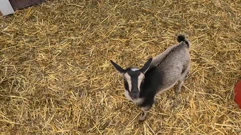 The first 6 baby goats are ready to wean (for their mommas' sakes)