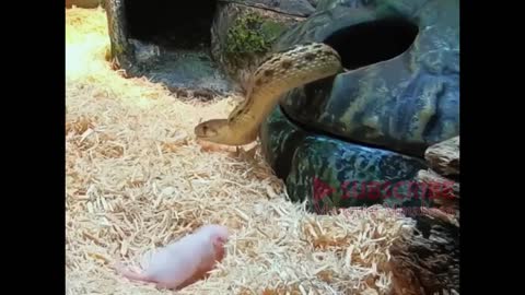 hunt or be hunted "snake eats little mouse"