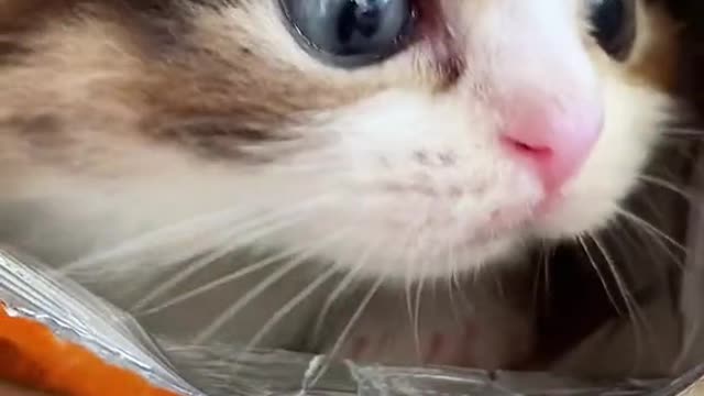 Cute and Sweet Cat Videos to Keep You Smiling! 🐱