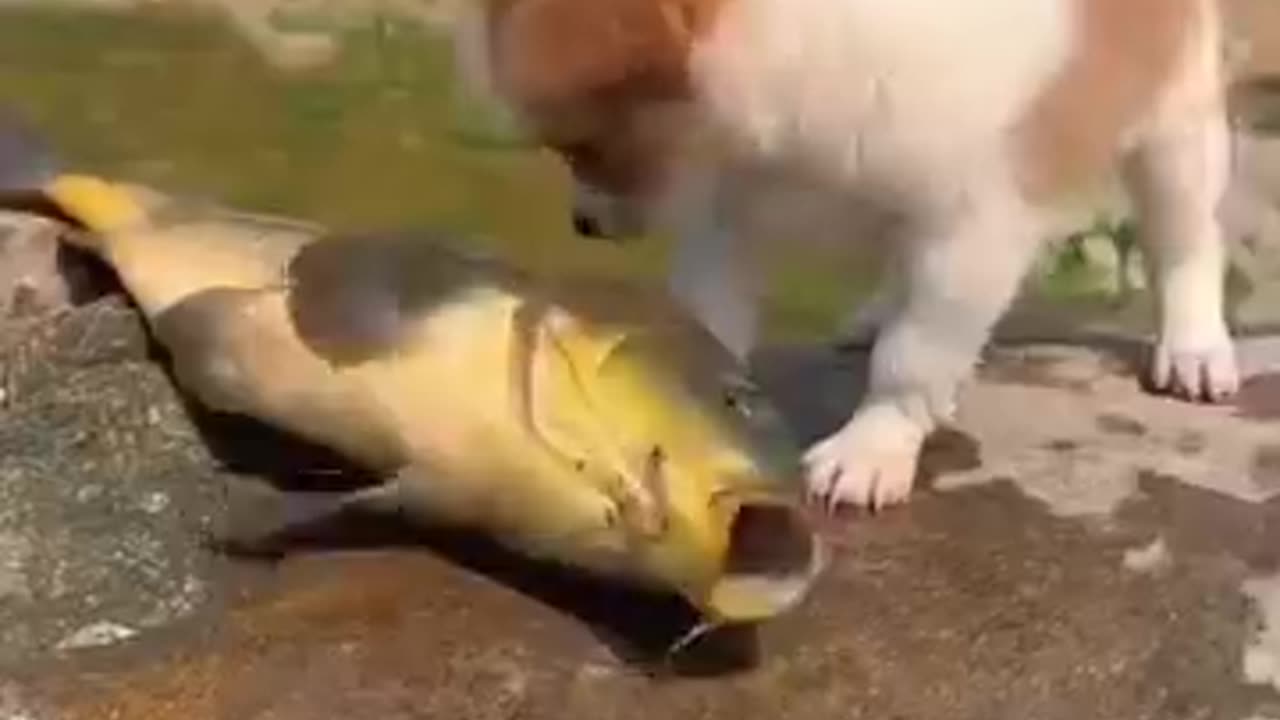 Dog & Fish #dog #dogs #fish #animals #pets #reels