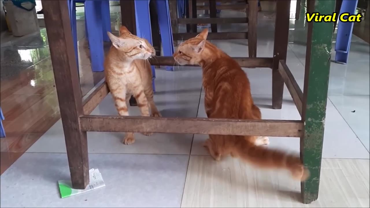 Cats Fighting and Meowing - These Two are Bloody Brothers | Viral Cat