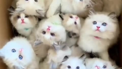 Cute cat fight again #rumble #video #earning