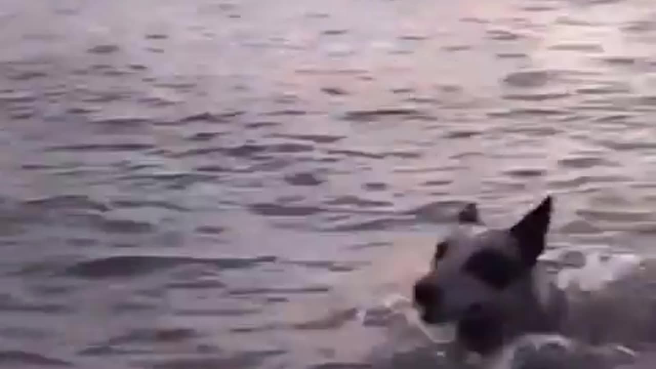 ONE HAPPY DOG