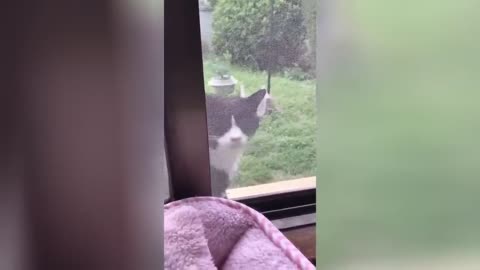 "Не улыбнуться вызов: Смешные моменты с котами 😹"