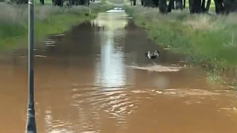 Fish in the Gunnedah Flood Waters