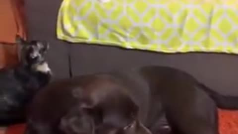 Funny cats best #23