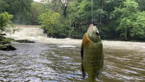 Healing Waters (Fishkill Creek, NYS)