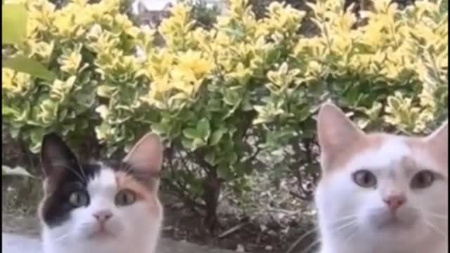 Can you see the third cat