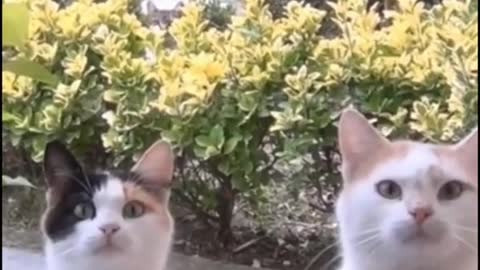 Can you see the third cat
