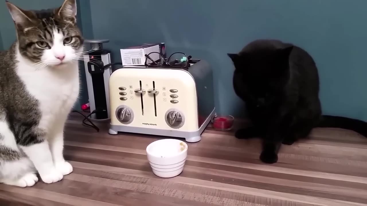 New Funny 🤣 Animals And Cats 🐈⬛Videos 20236.
