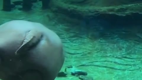 Hippo diving