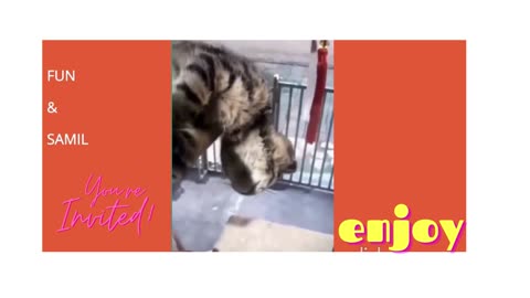 Best Funny Animal Videos of the year (2023) Funny Cats and Dogs Videos