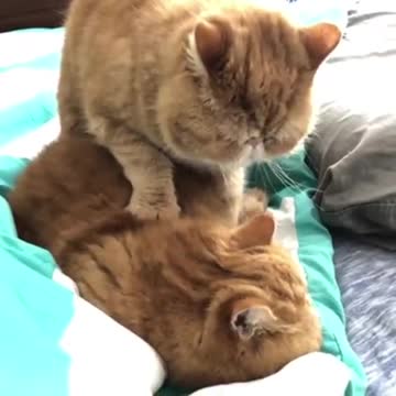 Cat Gives Feline Best Friend Adorable Relaxing Massage