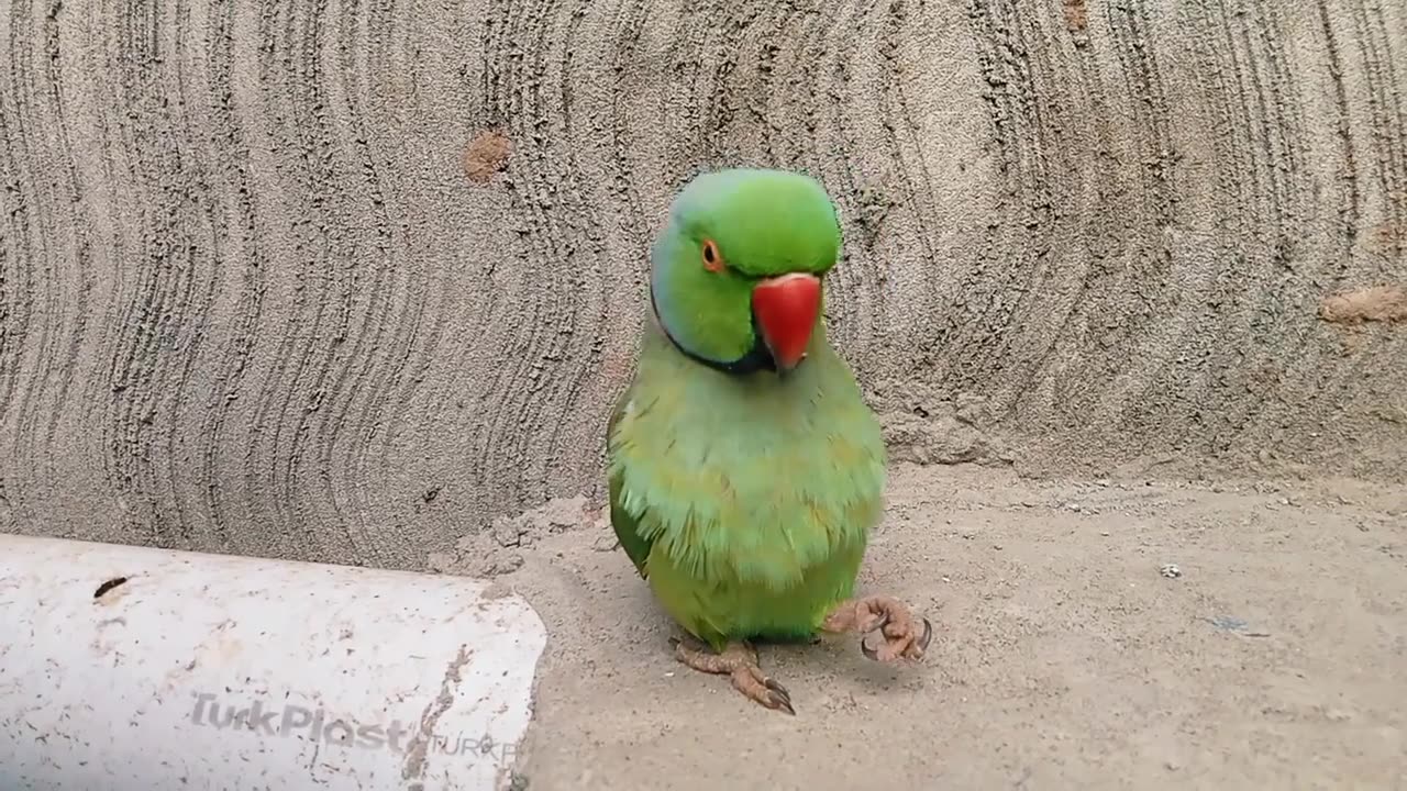 Parrot Talking