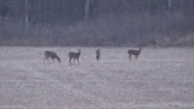 Video's Of Bow Hunting Tonight. 1/7/23