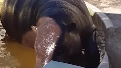 Hippos help struggling duckling