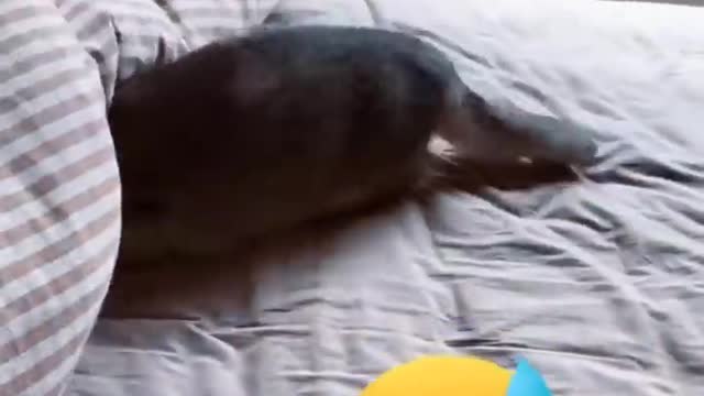 Funniest Videos 2022 😂 Funny Cats 🐱 and Dogs 🐶 Part 34