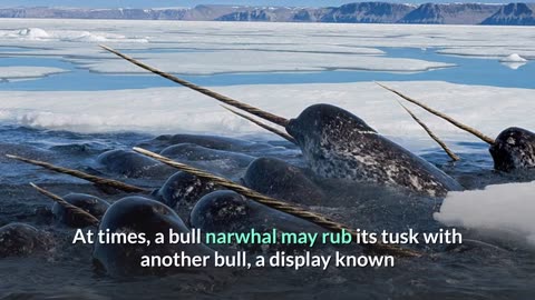 Narwhal || Description, Characteristics and Facts!