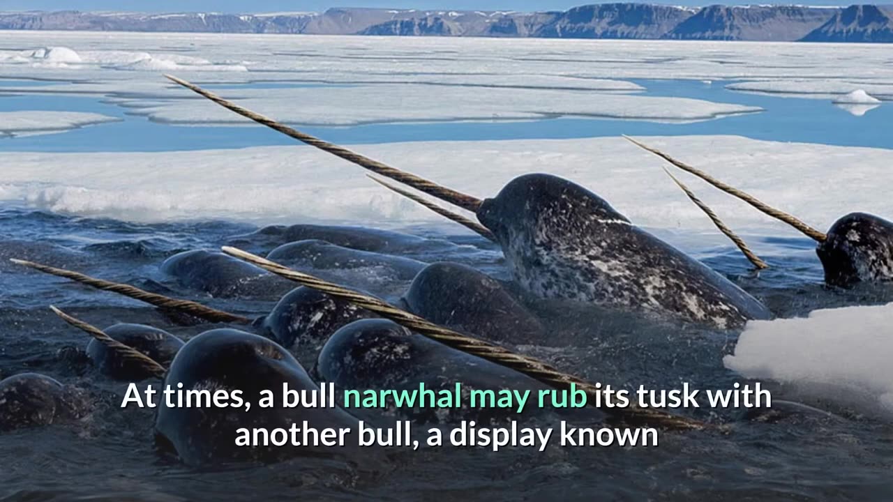 Narwhal || Description, Characteristics and Facts!