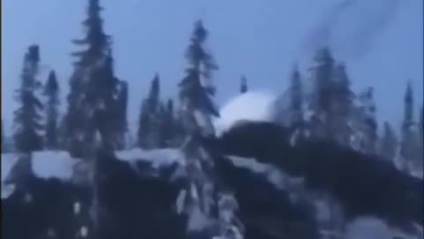 BIGFOOT RIPS TREE OUT OF GROUND