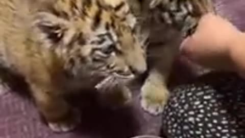 ❤💙💚💛💜💗😮Wow tiger eating short video😮💗💜💛💚💙❤