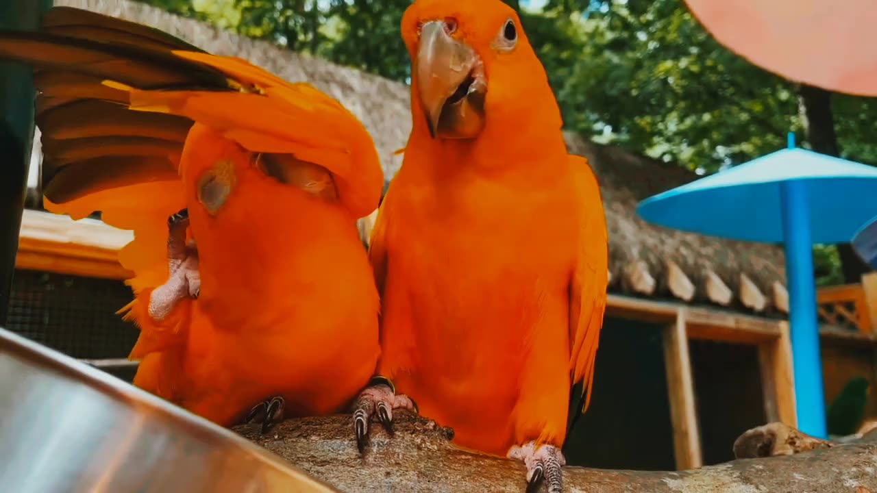 Riya birds