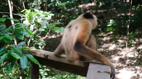 A cute Monkey in the Zoo