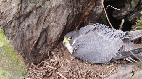 Peregrine Falcon Nesting 4k HQ