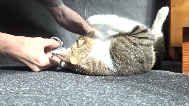 Cutting the Cat's Claws Is a Difficult Task