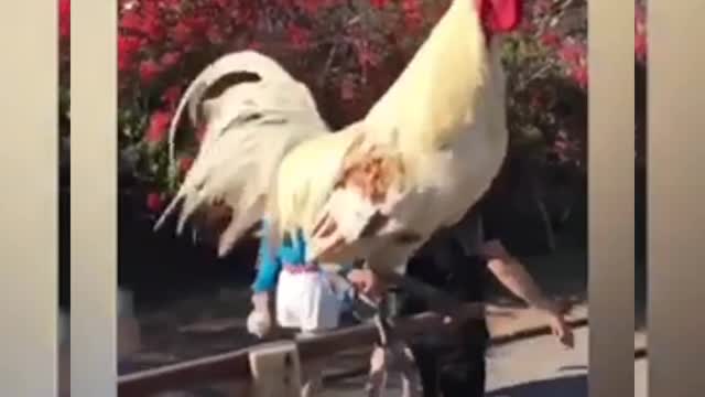 Cock Very amazing funny sense video, cock is going to public