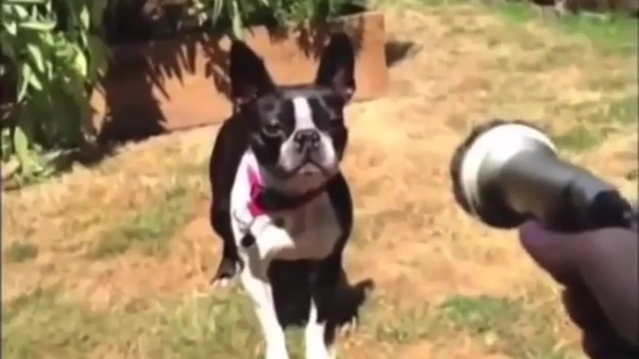 animal_fails 🤣 🤣 🤣 #funny_animals #videos_amazing