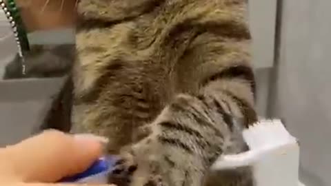 Funny animals - Funny cats and dogs - Funny animal videos 2023🤣