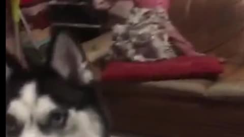 I was thinking why cut all the hair off the dog?