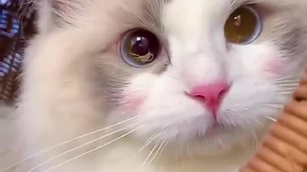 Aww Cute Cats Videos #catmeow Funny Animals Compilation😹 Try Not To Laugh