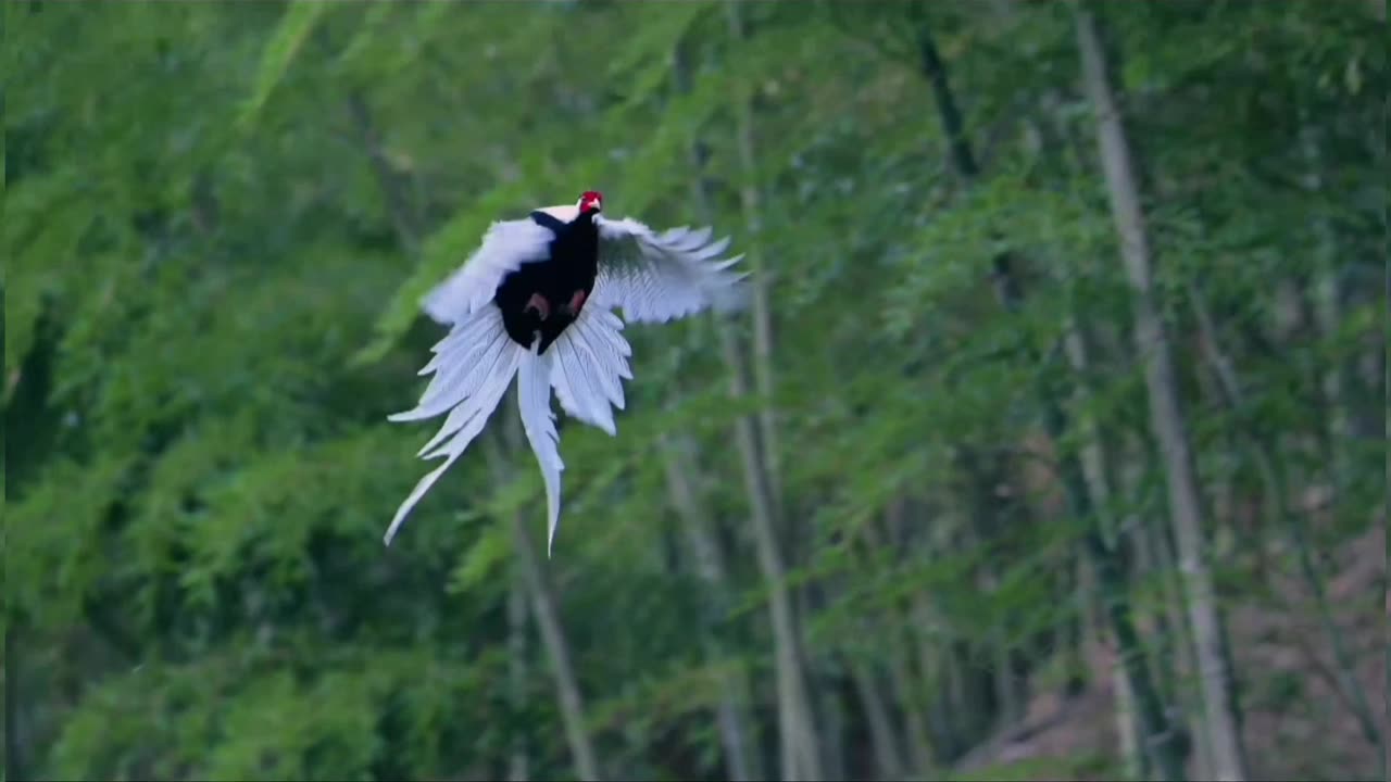 Fairy descends to earth and dances in the bamboo forest.