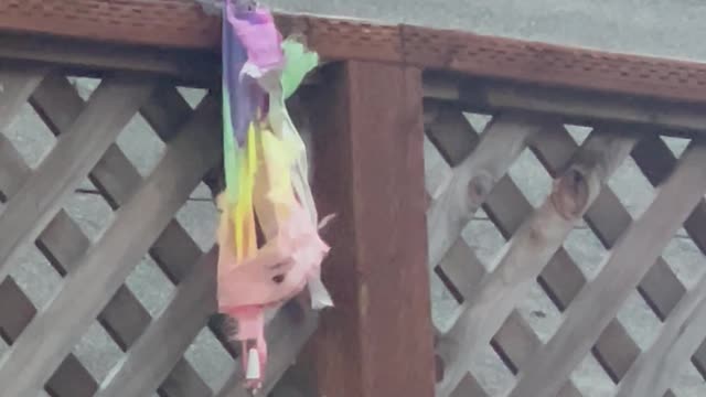 Homophobic Squirrel Stole Our Pride Flag